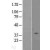 Western Blot: Caspase 6 Lysate [NBL1-08715] - Western Blot experiments. 
Left-Control; Right -Over-expression Lysate for CASP6